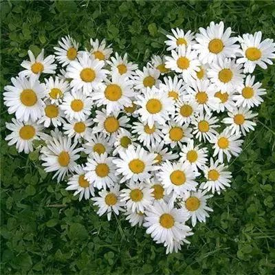 电玩城金鲨银鲨app下载